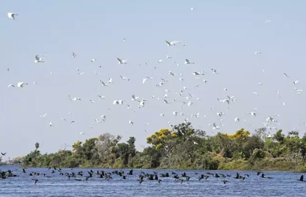 Imagem de compartilhamento para o artigo Lei do Pantanal passará a valer no dia 18 de fevereiro já com regulamentação da MS Todo dia